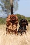 KING CHARLES SPANIEL 135
